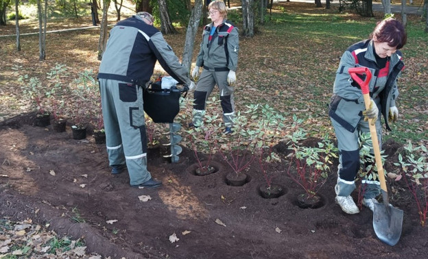 В Александровском саду высадили кустарники