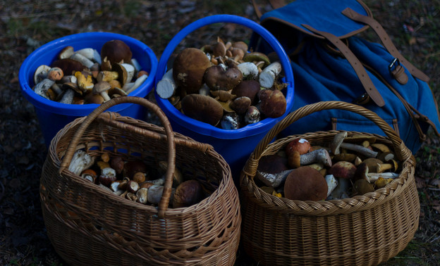 Полицейские и волонтёры помогли вывести из леса за Омутнинском заблудившихся грибников