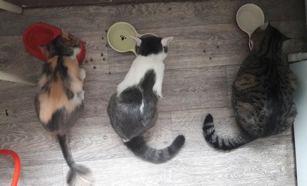 В Кирове для бездомных кошек и собак собирают корм