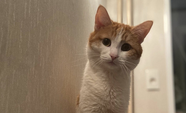 Почти 100 тысяч человек подписали петицию с требованием уволить выбросившую кота проводницу