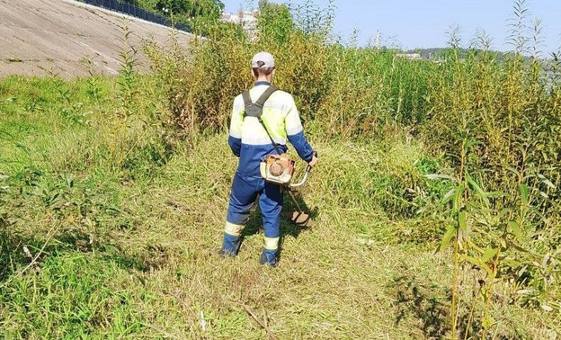 На набережной в Нововятске вырубают кусты