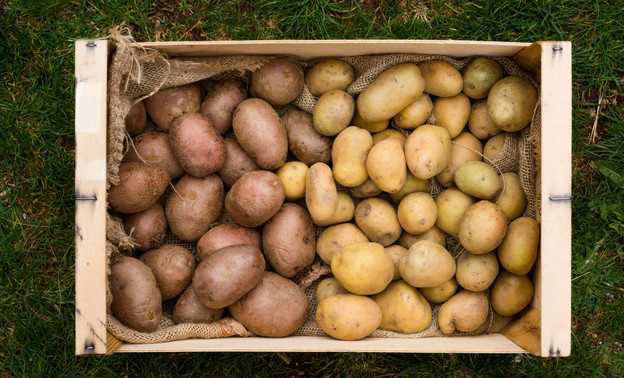 Какие удобрения добавлять в лунку при посадке картофеля?