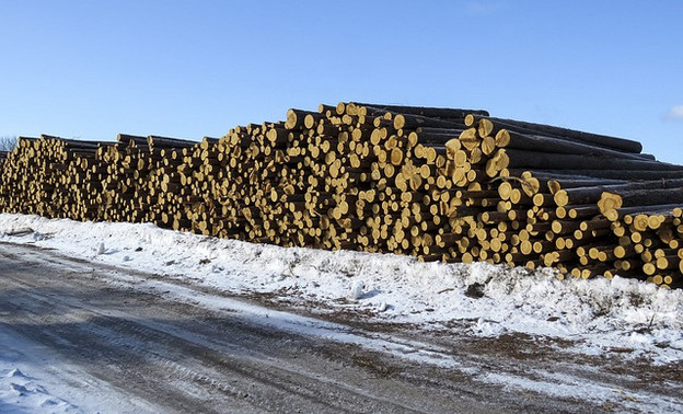 В Кировской области выявили 9 нелегальных пунктов приёма переработки и отгрузки древесины