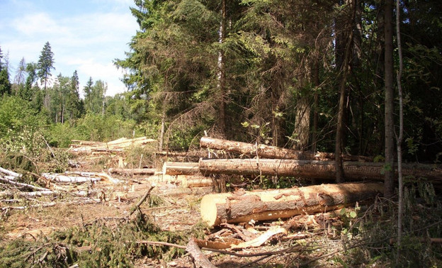 В Афанасьево депутат районной Думы незаконно вырубил лес на 1,6 миллиона рублей