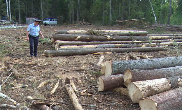 В Кировской области незаконно вырубили лес более чем на 600 тысяч рублей