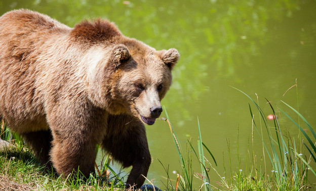 Из-за добычи заражённого медведя в Оричевском районе ввели карантин по трихинеллёзу