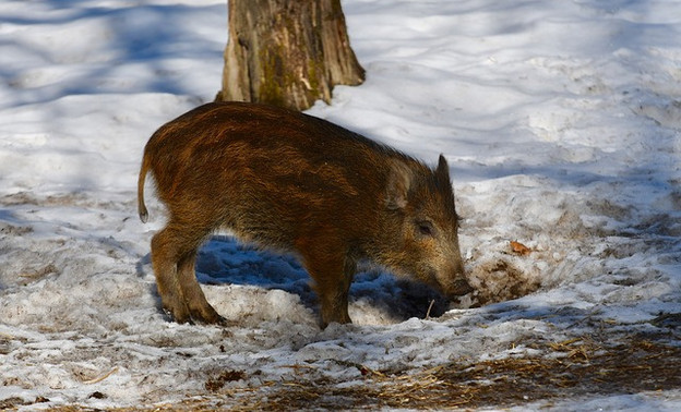 В Вятскополянском и Малмыжском районах ввели карантин из-за африканской чумы свиней