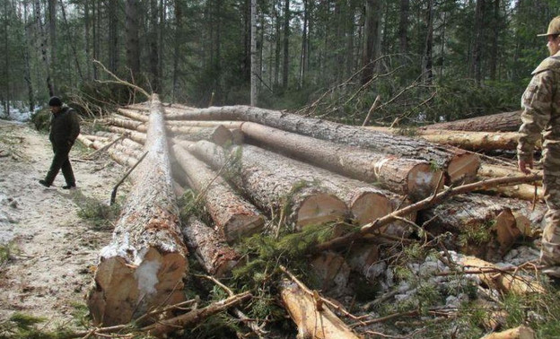В Колычевском лесничестве Кировской области незаконно срубили лес