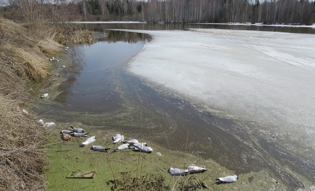 На пруду в Слободском районе жители нашли сотни мёртвых птиц