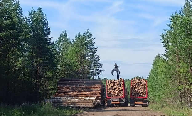 В Омутнинском лесничестве незаконно вырубили деревья на 250 тысяч рублей