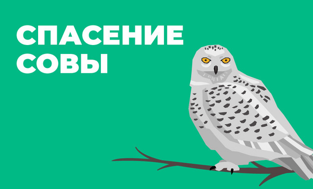 В Кирове спасли сову, залетевшую на чердак