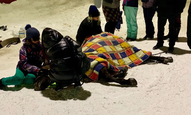 «Поскользнулась и ударилась об лёд»: на Театральной площади пострадала лошадь