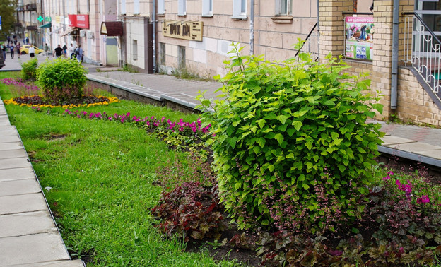 В Первомайском районе Кирова выберут самые красивые клумбы
