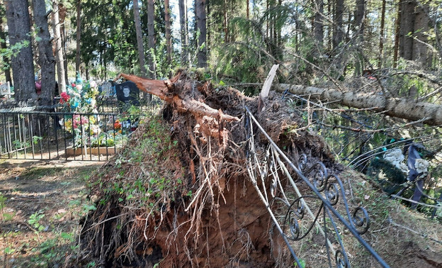 В Кировской области ураган повалил деревья и выбил окна