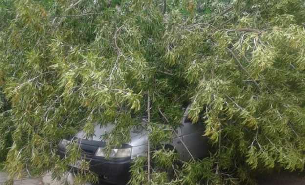 Сегодняшний шторм в Кирове повалил деревья (ФОТО)