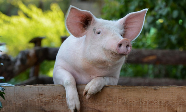 В Кировскую область завезли 18 свиней неизвестного происхождения