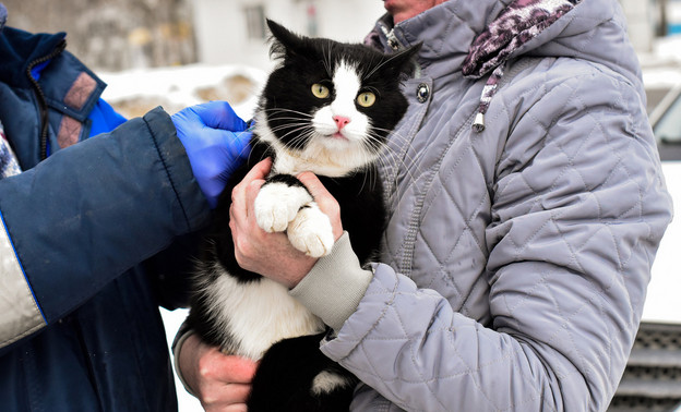 В Кирове стартовала ежегодная вакцинация домашних животных от бешенства (ФОТО)