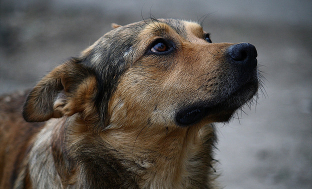 В Малмыжском районе собака покусала пенсионерку
