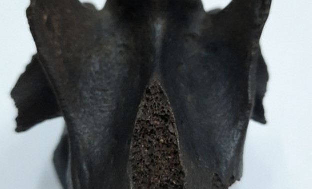 Кировчане нашли в Вятке кость древнего животного