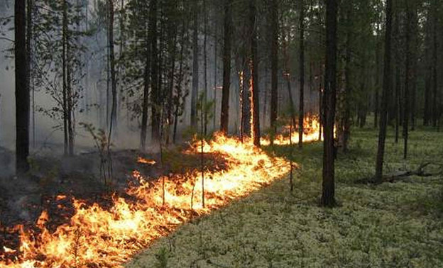 В Кировской области в этом сезоне зарегистрировано более 30 лесных пожаров
