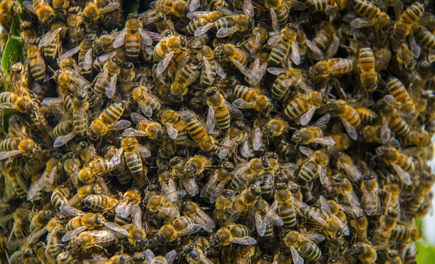 В Кировской области массово гибнут пчёлы