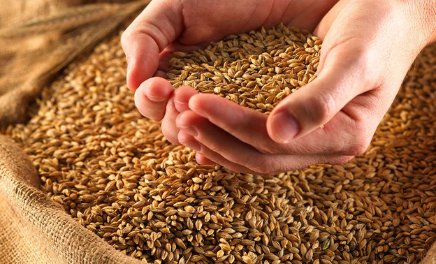 В Кировской области на 25% увеличилась реализация зерна