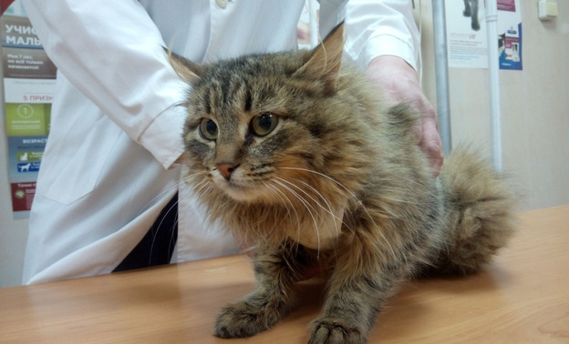 Кировчанин спас из заброшенной деревни 13 больных кошек