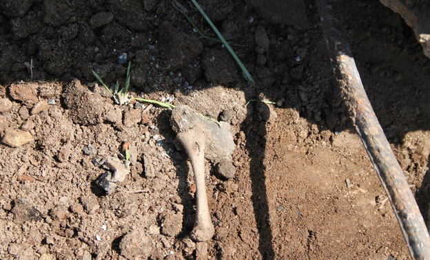 В Кировской области при строительстве дороги обнаружили кости древнего захоронения