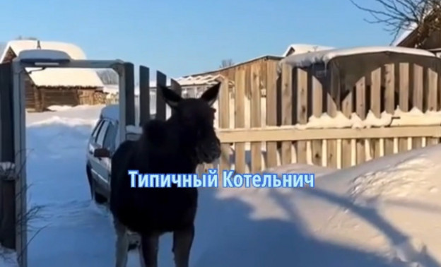 В Котельничском районе молодой лось забрался на участок местных жителей