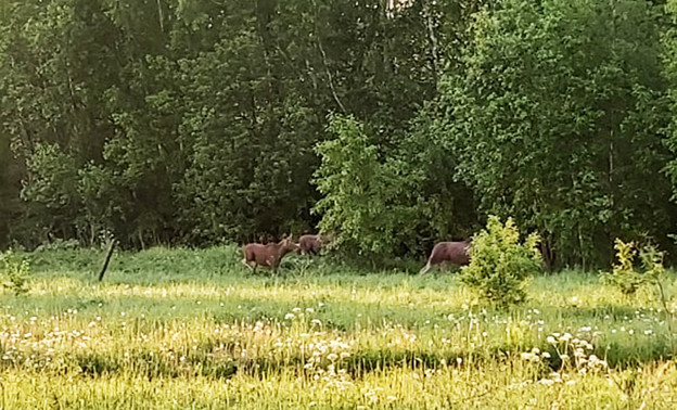 Кировчане заметили в Радужном стадо гуляющих лосей