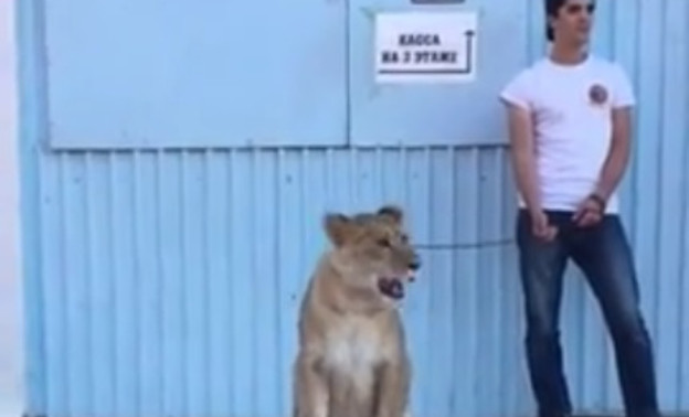 В Кирове мужчина выгуливал львицу на поводке. Видео