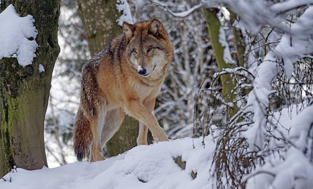 В Кировской области волки нападают на собак