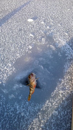 Рискованный выход на тонкий лёд и новые трофеи. Еженедельный отчёт с рыбалки в Кировской области