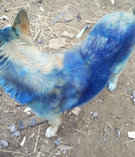 Котельничане отмыли собаку, которую накануне подростки облили синей краской