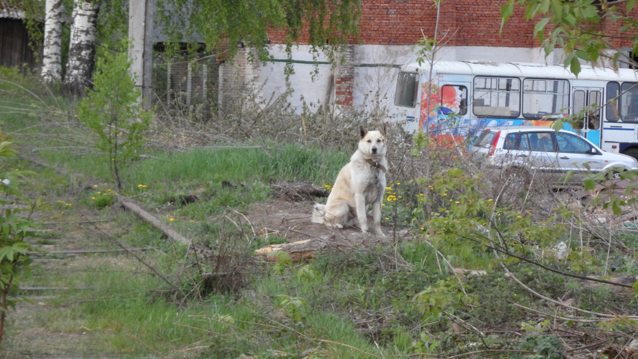 В Кирове гибнут собаки. Их владельцы считают, что животных кто-то специально травит