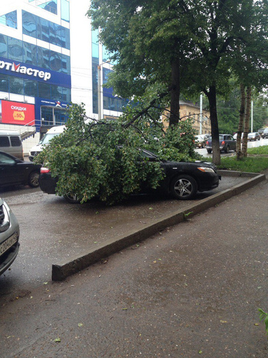 Сильные порывы ветра повалили несколько деревьев в Кирове