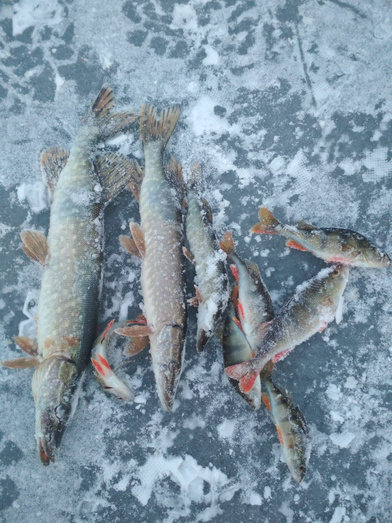 Подлёдная ловля на жерлицы и клёв налима. Еженедельный отчёт с рыбалки в Кировской области