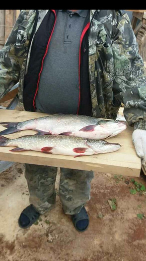 Зубастые трофеи и встреча с вооружёнными браконьерами. Еженедельный отчёт с рыбалки в Кировской области