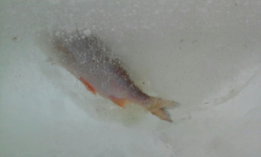 В ледяной стене на Театралке нашли вмёрзшую рыбу