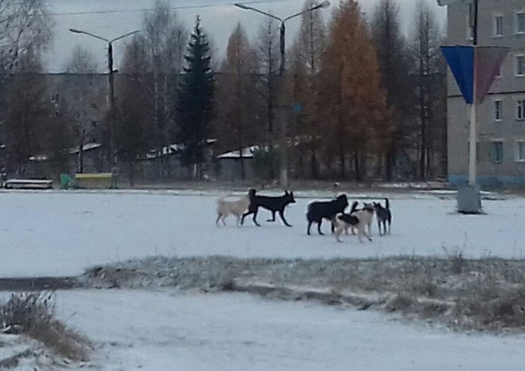 Стаи бездомных собак держат в страхе жителей села в Кировской области