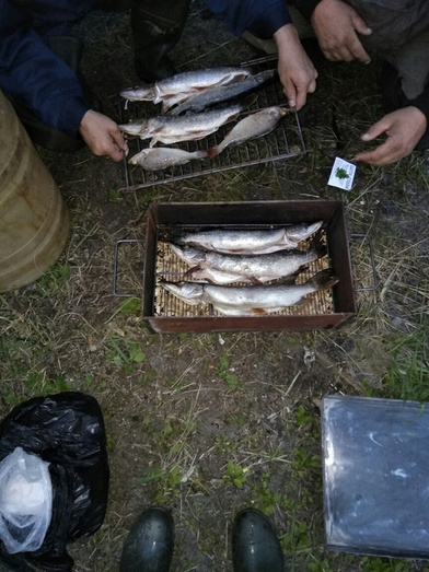 Новости с водоёмов. Большой отчёт с рыбалки кировчан в выходные 22-23 июля. Фото и видео