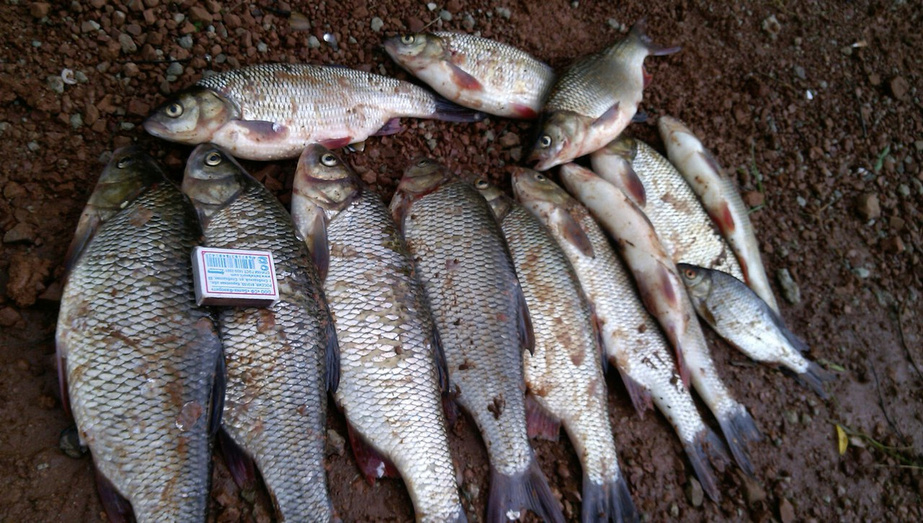 Новости с водоёмов. Большой отчёт с рыбалки кировчан в выходные 1-2 июля (фото, видео)