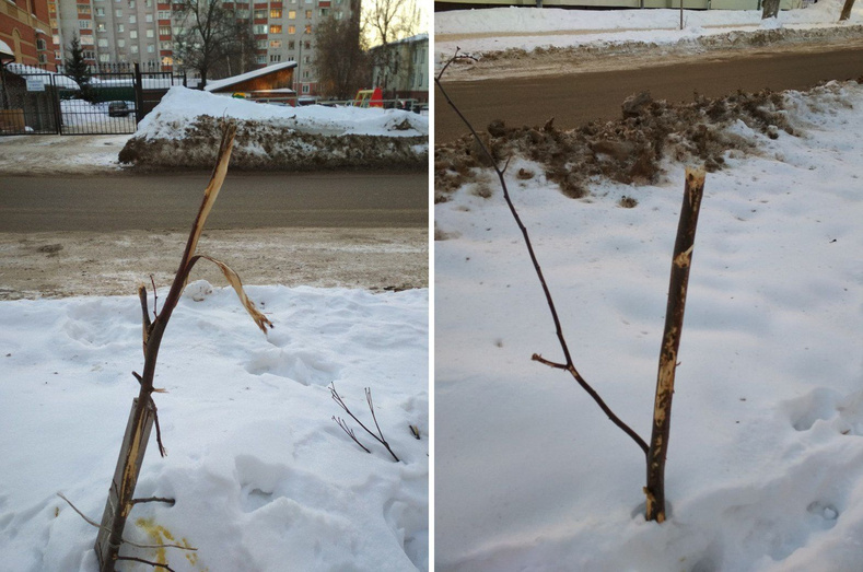 Буквально в труху. В центре Кирова при вывозке снега повредили деревья