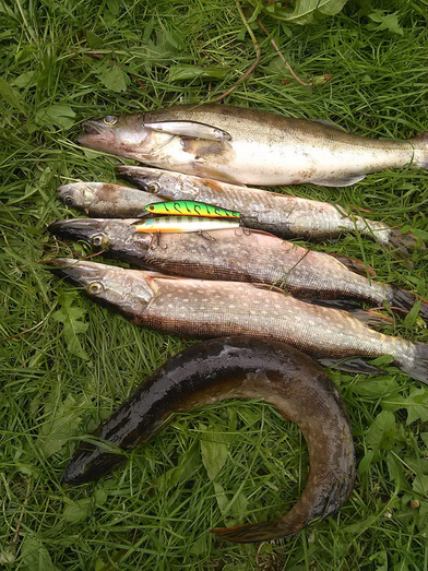 Новости с водоёмов. Большой отчёт с рыбалки кировчан в выходные 24-25 июня (фото, видео)