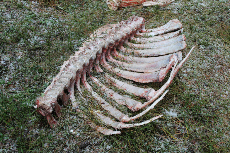 В окрестностях Кирова обнаружена свалка с останками животных
