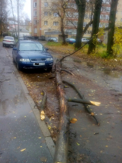 В Кирове сильный ветер повалил несколько деревьев на машины и провода