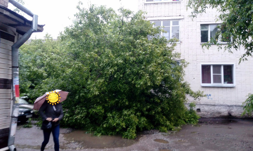Сильные порывы ветра повалили несколько деревьев в Кирове