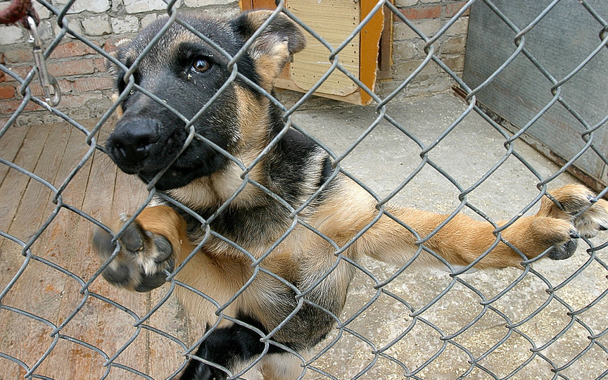 В России появился закон о защите животных. За что будут наказывать владельцев домашних питомцев и как спасать бездомных зверей