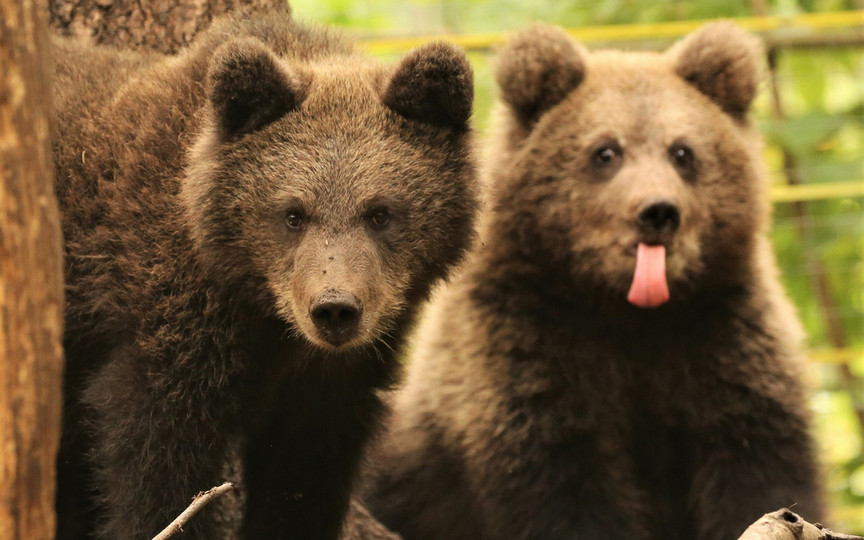 «До слезинки»: руководитель Центра спасения медвежат-сирот о том, как выпускали в природу Ёжика и Веснушкина