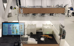 Кировские школьники создали умный террариум для геккона